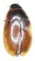 Enochrus californicus