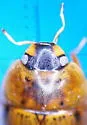 Enochrus californicus - photo 3