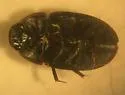 Enochrus cinctus - photo 2