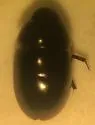 Enochrus cinctus - photo 3