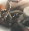 Enochrus cinctus - photo 4
