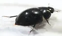 Enochrus consors
