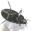 Enochrus consors - photo 2