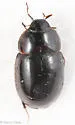 Enochrus consors - photo 4