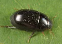 Enochrus consortus