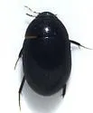 Enochrus consortus - photo 3