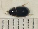 Enochrus cristatus