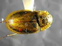 Enochrus diffusus