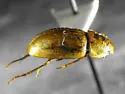 Enochrus diffusus - photo 2