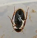 Enochrus diffusus - photo 3