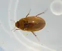 Enochrus diffusus - photo 4