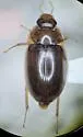 Enochrus diffusus - photo 5