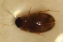 Enochrus grossi