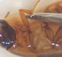 Enochrus grossi - photo 2