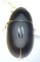 Enochrus hamiltoni