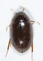 Enochrus hamiltoni - photo 2