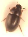 Enochrus hamiltoni - photo 3