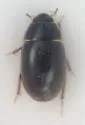 Enochrus hamiltoni - photo 4
