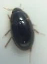Enochrus hamiltoni - photo 5
