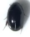 Enochrus interruptus - Enochrus interruptus