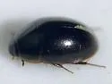 Enochrus interruptus - photo 2