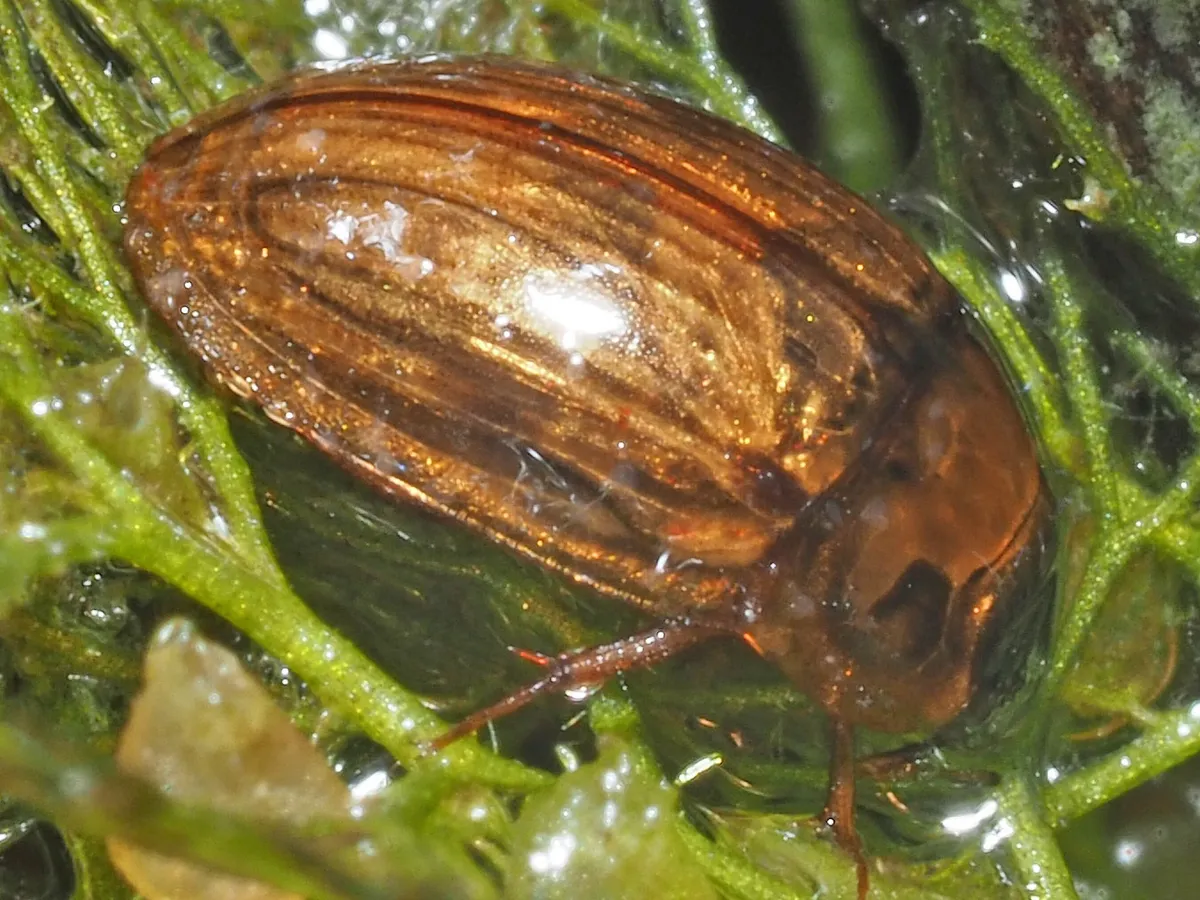 Enochrus melanocephalus - photo 3