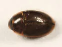Enochrus ochraceus - photo 2
