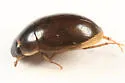 Enochrus ochraceus - photo 4