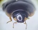 Enochrus piceus - photo 2