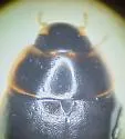Enochrus piceus - photo 3