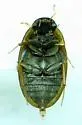 Enochrus pygmaeus - photo 2