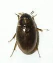 Enochrus pygmaeus - photo 3