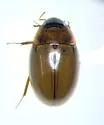 Enochrus pygmaeus - photo 4