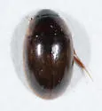 Enochrus pygmaeus - photo 5