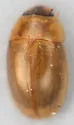 Enochrus sayi - photo 2