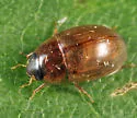 Enochrus sayi - photo 4
