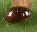 Enochrus sayi - photo 5