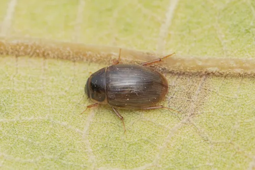 Enochrus simulans
