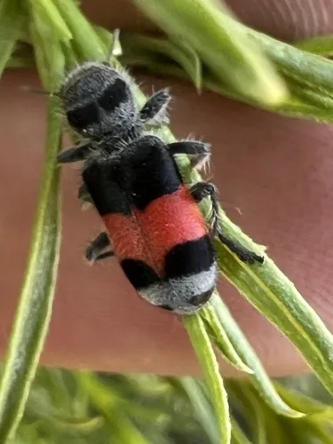 Enoclerus acerbus