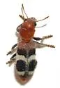 Enoclerus analis