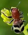 Enoclerus analis - photo 3