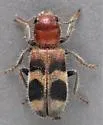 Enoclerus analis - photo 4