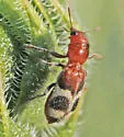 Enoclerus analis - photo 5