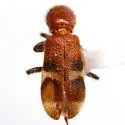 Enoclerus angustus - photo 2