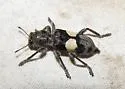 Enoclerus bimaculatus