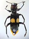 Enoclerus bimaculatus - photo 2