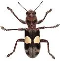 Enoclerus bimaculatus - photo 3