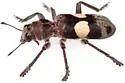 Enoclerus bimaculatus - photo 4