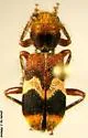 Enoclerus bombycinus