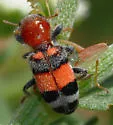 Enoclerus coccineus